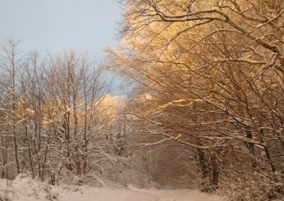 Forêt du Parc Naturel Régional du Morvan